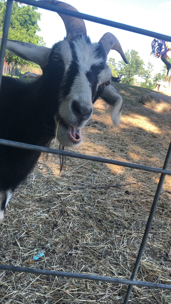 The goat i met that i named Parsley, a thread: