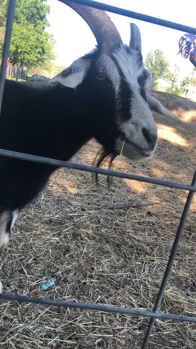 The goat i met that i named Parsley, a thread: