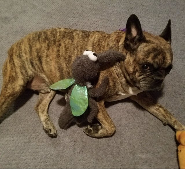 dire_pug_Sam's tweet photo. It’s mosquito season!
Don’t forget your pug spray!
#pug #Mosquitoes #DogsofTwittter https://t.co/vBCFMsQuwR