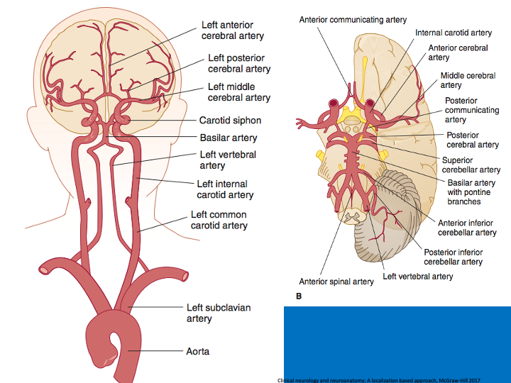 The brain receives its blood supply from the ANTERIOR circulation (Carotid->MCA and ACA) and POSTERIOR circulation (Vertebro-basilar system to cerebellar arteries and PCA). For more on the cerebellar arteries that supply brainstem/cerebellum see prior tweetorials