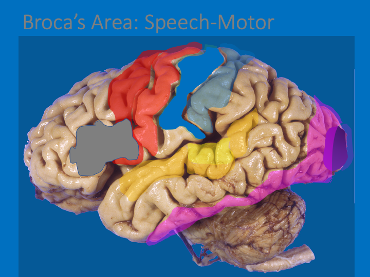 What would logically be @ junction of auditory &motor?BROCA’S AREA: for speech production; speech=using motor actions to create sound. Broca’s area is in the inferior frontal gyrus, on the left in all right handers and most left handers.