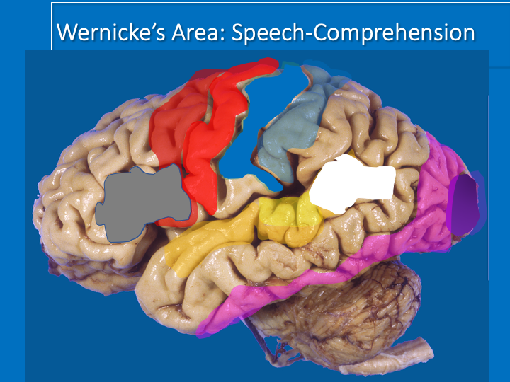 What would logically be @ junction of auditory & parietal?(as we’ll see parietal plays a role in attention to the outside world)WERNICKE’s AREA for speech comprehension: attention to sounds in the outside world!