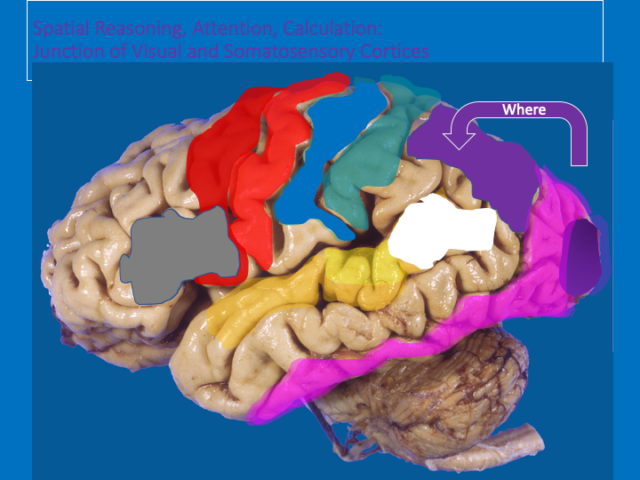 At the junction of visual and somatosensory= WHERE pathway (dorsal visual stream)The regions that determine WHERE things are and WHERE we areParietal lobe involved in attention, spatial reasoning, mathematics…Lesions of RIGHT parietal lobe can cause hemi-spatial neglect