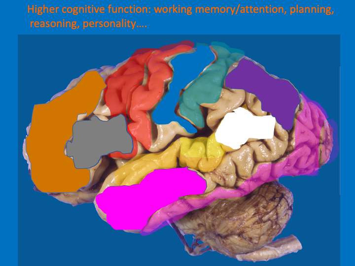 The rest of the frontal lobe is involved in higher order cognitive functions: working memory, planning, reasoning, personality…So now that we’ve mapped the cortex, we can understand different stroke syndromes that affect it!