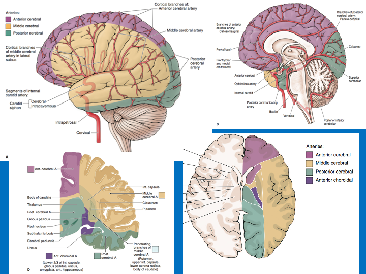 And here are the cerebral vascular territoriesMCA: lateral surface of frontal, temporal, parietal lobes as well as much of subcortical white/gray matterACA: Superior and medial frontal and parietal lobes; anterior frontal lobePCA: occipital, inferior temporal, and thalamus