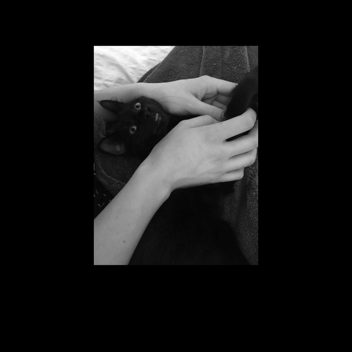 sofmyy's tweet image. 𝕮𝖔𝖗𝖓𝖊𝖑𝖎𝖚𝖘                     
                     𝓘 𝓵𝓸𝓿𝓮 𝓶𝔂 𝓫𝓵𝓪𝓬𝓴 𝓴𝓲𝓽𝓽𝓮𝓷

#PETSUNDAY