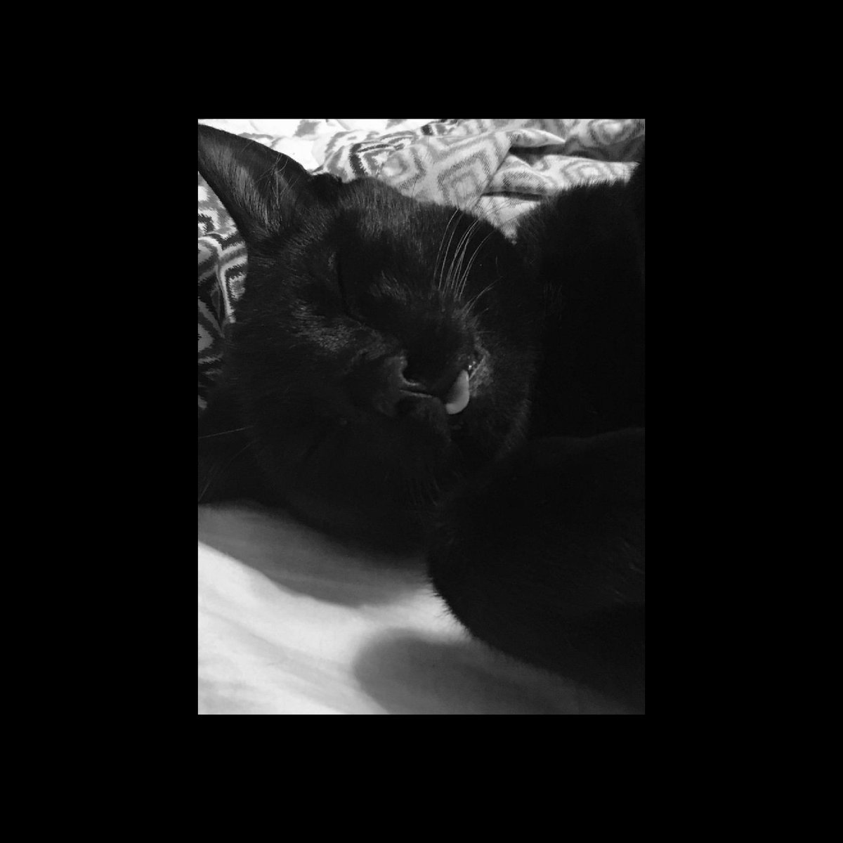 sofmyy's tweet image. 𝕮𝖔𝖗𝖓𝖊𝖑𝖎𝖚𝖘                     
                     𝓘 𝓵𝓸𝓿𝓮 𝓶𝔂 𝓫𝓵𝓪𝓬𝓴 𝓴𝓲𝓽𝓽𝓮𝓷

#PETSUNDAY