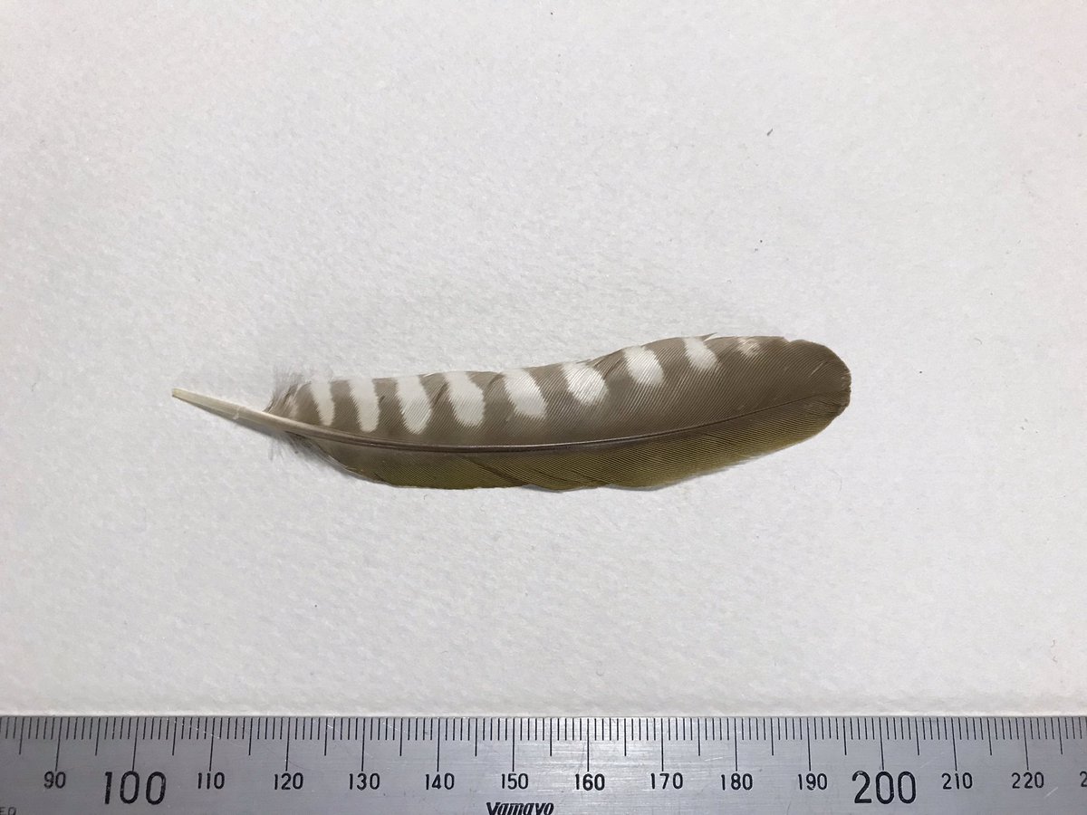 やますけ おはようございます 今日の羽根はアカゲラの初列風切羽根と上が尾羽になります 右はアオゲラの次列風切羽根になります 私はケラ類が大好きで オーストンオオアカゲラ ノグチゲラが憧れです やますけ おはようございます 今日の羽根はアカゲラの初列風切羽根と上が尾羽になります 右はアオゲラの次列風切羽根になります 私はケラ類が大好きで オーストンオオアカゲラ ノグチゲラが憧れです