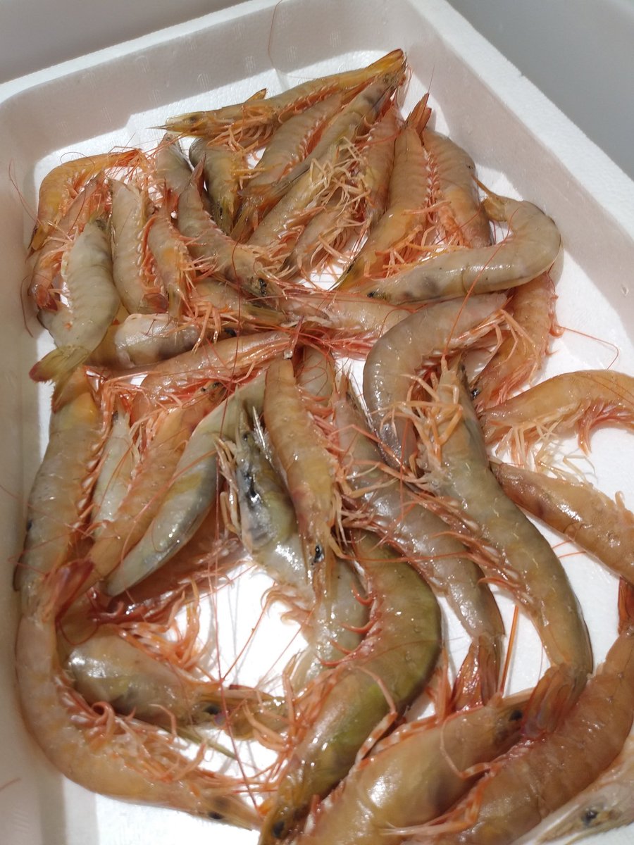 魚智水産 おはようございます 本日のおすすめ シラサエビ いさぎ 甘鯛 カワハギ