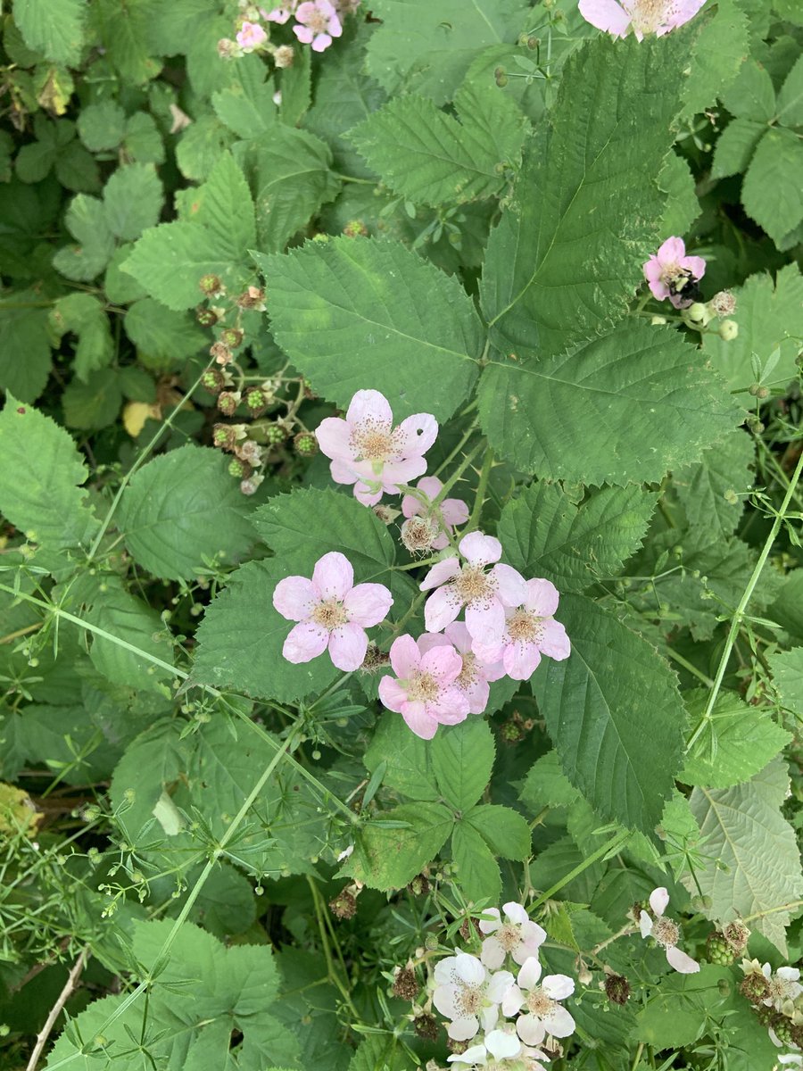 JoeButson's tweet image. Does cool weather in June make for dinner blackberries in August?