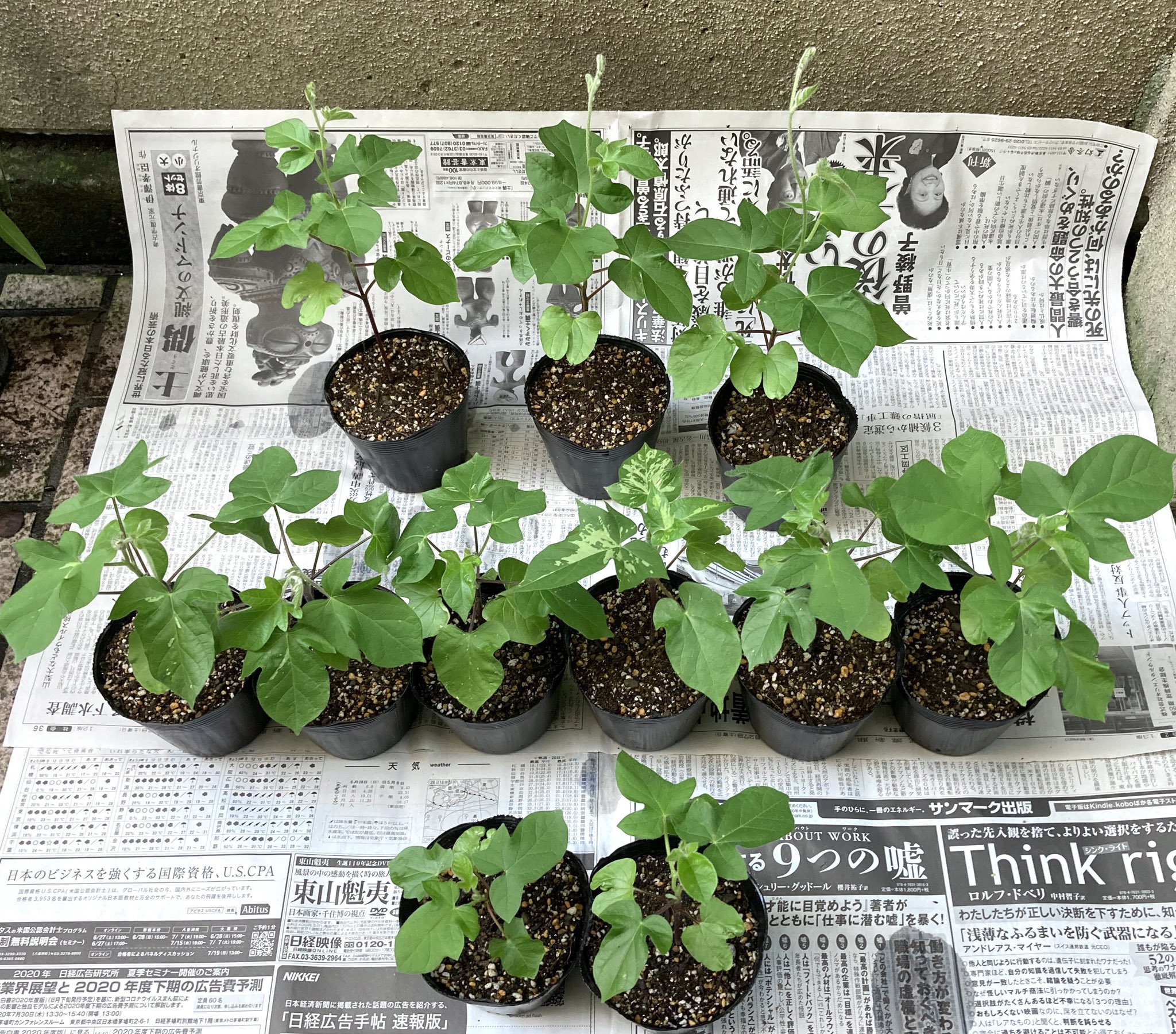 Ushigomekko 日曜日 午前中の晴れ間に11本中10本を本鉢に植え替えました 結局らせん作り6鉢 行灯作り 2本植え 2鉢の計8鉢にした 急に見た目がそれっぽくなって嬉しい 問題は一番小さいの どうしようか悩み中 42日目 朝顔 朝顔観察日記