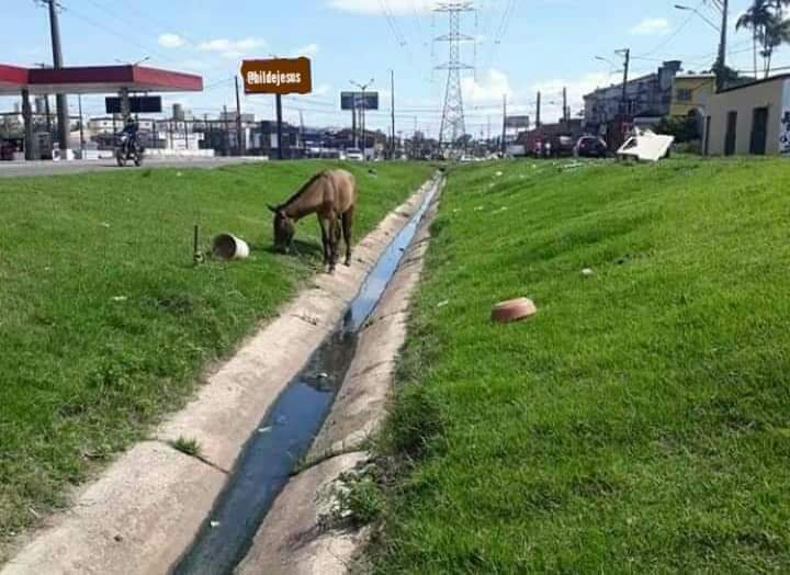 RimaDonda's tweet photo. Imagem exclusiva de Jair Bolsonaro almoçando em mais um trecho da transposição do Rio São Francisco.
#StopBolsonaroMundial https://t.co/yZFKgJDGEn