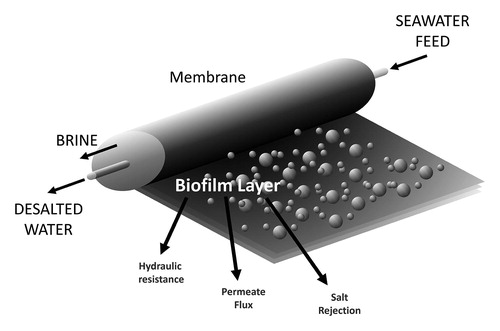BRIC_Flinders's tweet photo. Latest #VIP paper for @BRIC_Flinders by #PhD student Tamar Jamieson discusses 
the elements that contribute to #biofouling, including the implications of #compression and hydraulic #resistance of #biofilms on SWRO #membranes.  https://t.co/H0aoZxb5p8 https://t.co/khUWwB7Q1Y