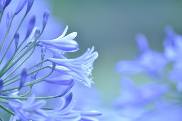 アルビオン Albion 公式 おはようございます 今日の誕生花は アガパンサス 花言葉は 恋の訪れ です 花 名は ギリシャ語で 愛の花 という意味があるそうです 梅雨に楽しませてくれるお花の一つ 色数も豊富で 草丈や花の形も様々ある アルビオン Albion 公式 おはようございます 今日の誕生花は アガパンサス 花言葉は 恋の訪れ です 花 名は ギリシャ語で 愛の花 という意味があるそうです 梅雨に楽しませてくれるお花の一つ 色数も豊富で 草丈や花の形も様々ある