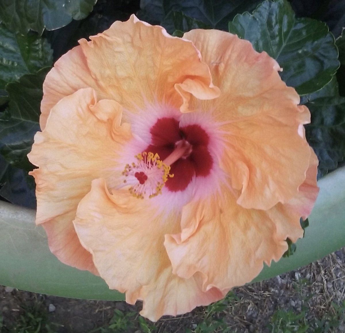 deborah_saffer's tweet photo. Always look for the Beauty All around. #BePresent #blessed #ILoveFlowers #JOY #KindnessMatters #Mindfulness #NaturesMedicine #SanctuaryYard #UseCompassion #ShowLove https://t.co/0uGyhPE2Fd