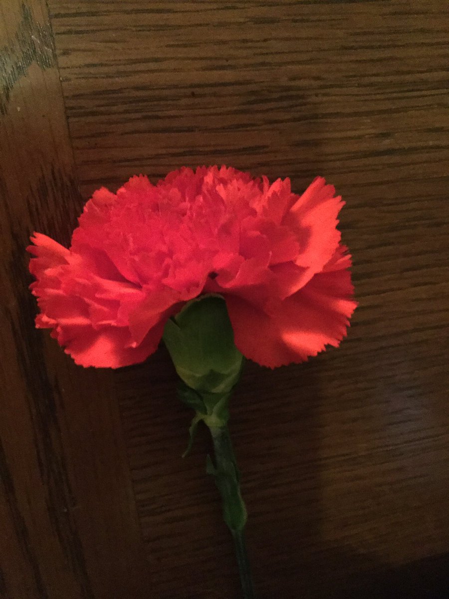 deborah_saffer's tweet photo. Always look for the Beauty All around. #BePresent #blessed #ILoveFlowers #JOY #KindnessMatters #Mindfulness #NaturesMedicine #SanctuaryYard #UseCompassion #ShowLove https://t.co/0uGyhPE2Fd