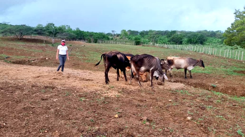 DelAgroVe (@delagrove) on Twitter photo #Noticia| En la UPSA El Saruro municipio San Francisco, parroquia Mirimire del estado #Falcón 37 animales se encuentran en levante de novillas. #Agroproductivos <a href="/NicolasMaduro/">Nicolás Maduro</a> <a href="/wcastroPSUV/">Wilmar Castro</a> #Noticia| En la UPSA El Saruro municipio San Francisco, parroquia Mirimire del estado #Falcón 37 animales se encuentran en levante de novillas. #Agroproductivos <a href="/NicolasMaduro/">Nicolás Maduro</a> <a href="/wcastroPSUV/">Wilmar Castro</a>