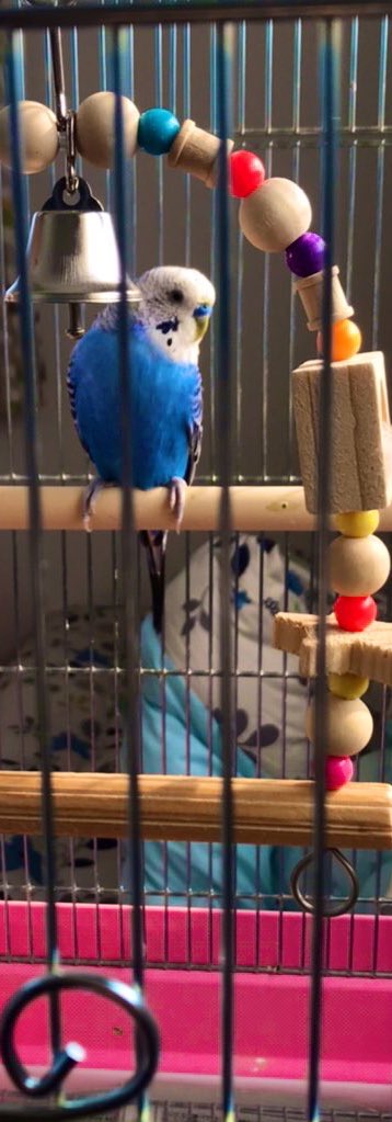 セキセイインコオス