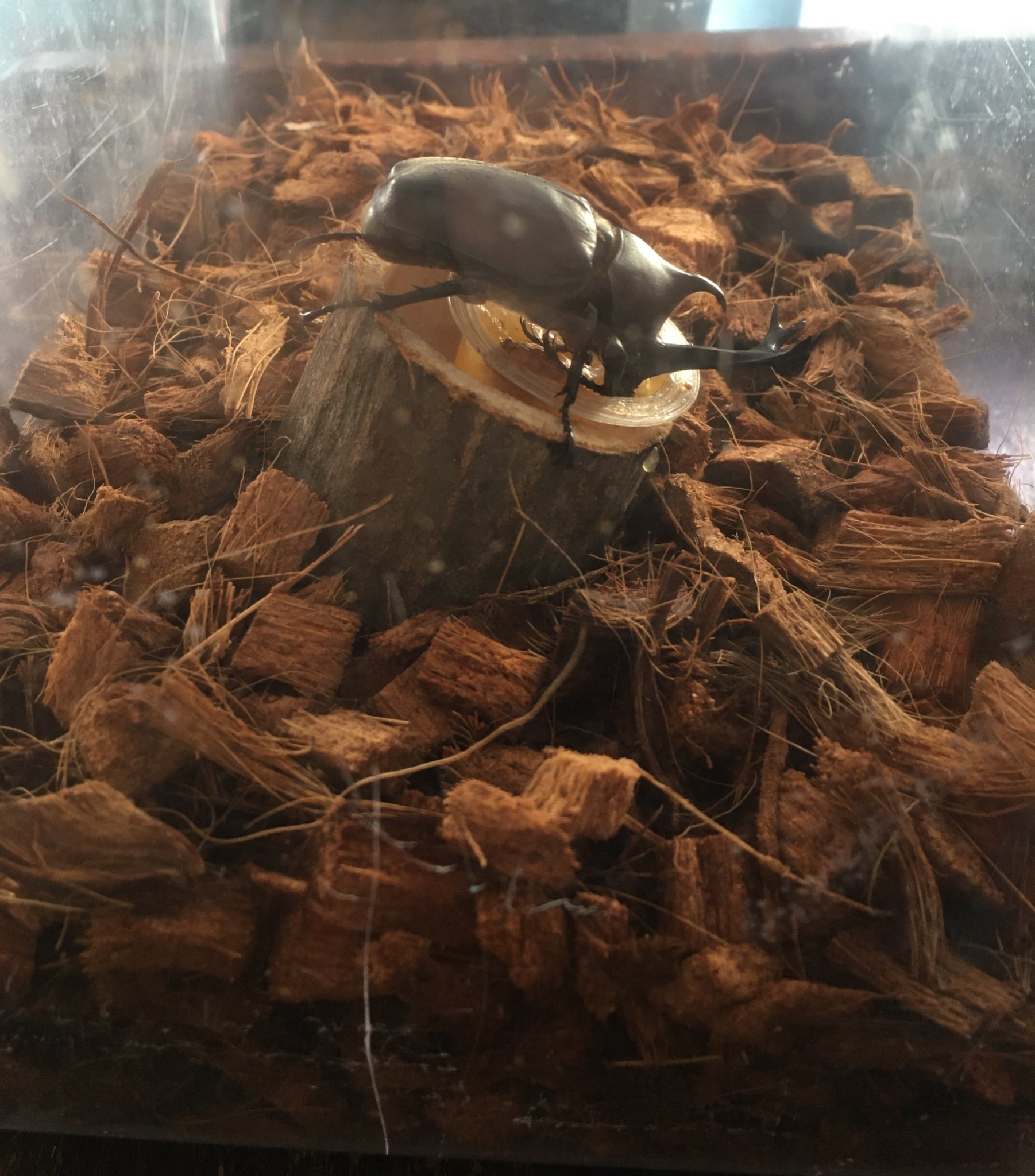 Kuma בטוויטר 金曜日にカブトムシが無事成虫になりました 昨年コバエで懲りたので 今年はダイソー でヤシガラチップを購入してマットにしたよ この後エサ皿の下に潜り込んでました