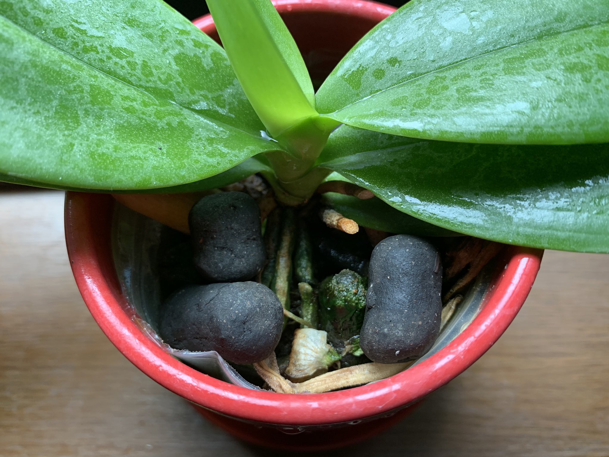 株式会社 東商 ちょっと多いけど あげました 皆様の投稿から教えて頂き 超発酵油かすおまかせを ミニ胡蝶蘭にちょっと多めに 与えてみました 速効キチン肥料の噴霧後 葉に白い斑点が残るので 散布は葉裏からがおすすめです 来年の花芽のために 体力