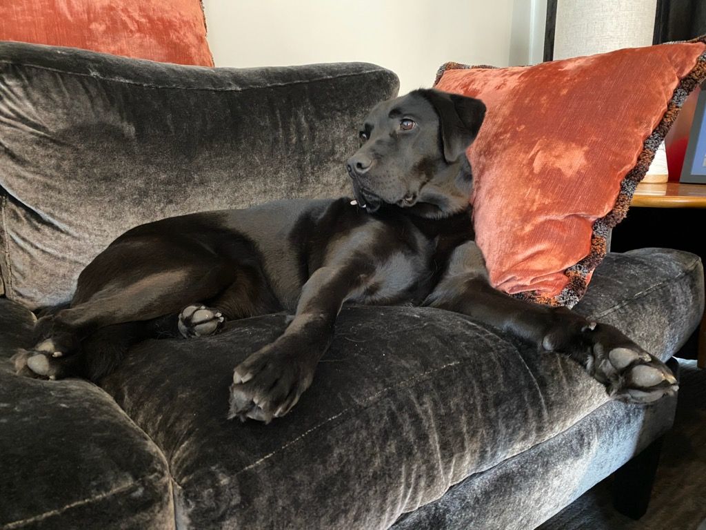 Our superb velvets from Maison Antoine d'Albiousse Paris are very durable and family-friendly. 
#TouchMe # VeloursDeFiacre #designer # interiordesigner #textiles #velvet #interiorarchitecture #architect #softfurnishing