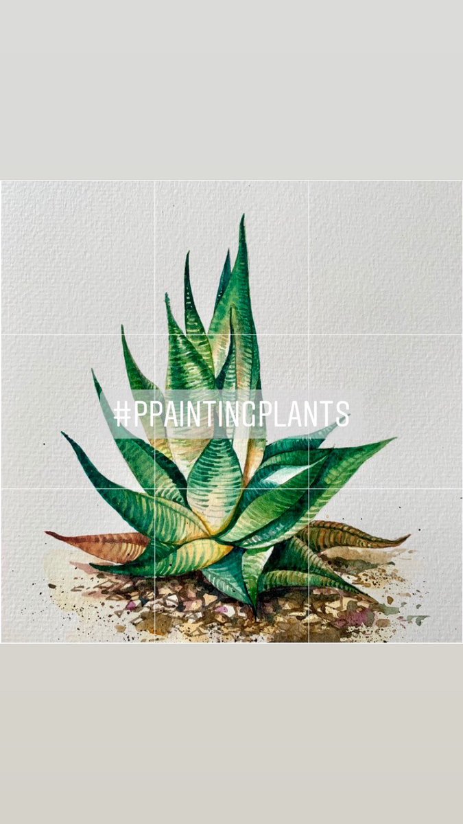 instagram.com/p.painting_pla…
💚 #Haworthia #ppaintingplants #paintingplants #watercolorpainting #smallplants #hawothia #cactus #plants #ม้าเกวียน #แคคตัส #ภาพวาดสีน้ำ #ภาพตกแต่ง #ภาพวาดมินิมอล #ต้นไม้ในบ้าน #ต้นไม้ฟอกอากาศ #ไม้ประดับบ้าน #ของแต่งบ้าน #บ้านและสวน #ของขวัญ #มินิมอลสไตล์