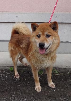 Japanesemichael Jackson 鹿児島県川薩保健所 迷子犬 性別 男 年齢推定 中齢 犬種 柴犬又は雑種 体格推定 中 毛色 茶白 保護月日場所 6 26 薩摩川内市五代町 首輪なし 迷子犬 鹿児島県 薩摩川内市 五代町 雑種犬 柴犬雑種犬