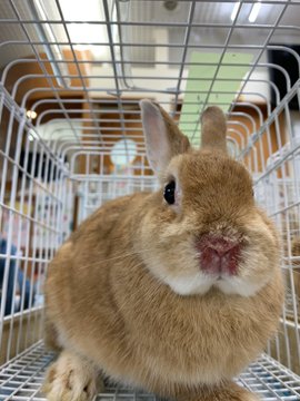 ｕｓａ ｕｓａ 拡散お願い 保護うさぎさん かくれんぼーず 里親さま募集中 17番くるみ 6 18出産 鼻怪我 28番つくし 6 19出産 30番メルモ 6 出産 左目怪我 ぴすけの仲間を守り隊さんhttps T Co Rxyngqhl4i お問い合わせ先https T Co