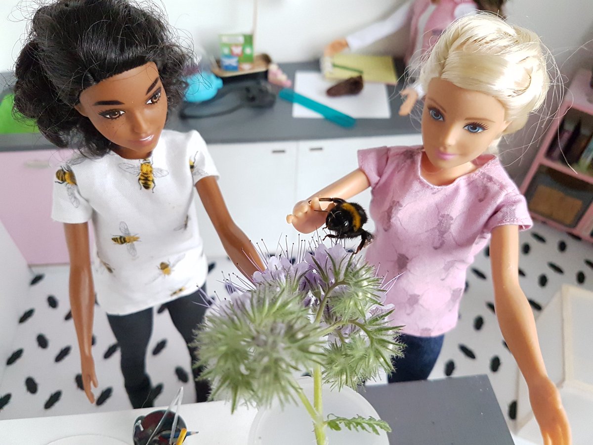 entobarbie's tweet image. To end off #pollinatorweek here is a 👑 Bombus sp. bumblebee. Bumblebees mostly prefer to make their nests in abandoned rodent holes. They are great pollinators with some species utilized in greenhouses. Really though, #internationalpollinatorweek never ends! 😍 🐝 🌻 🌼 #pw2020