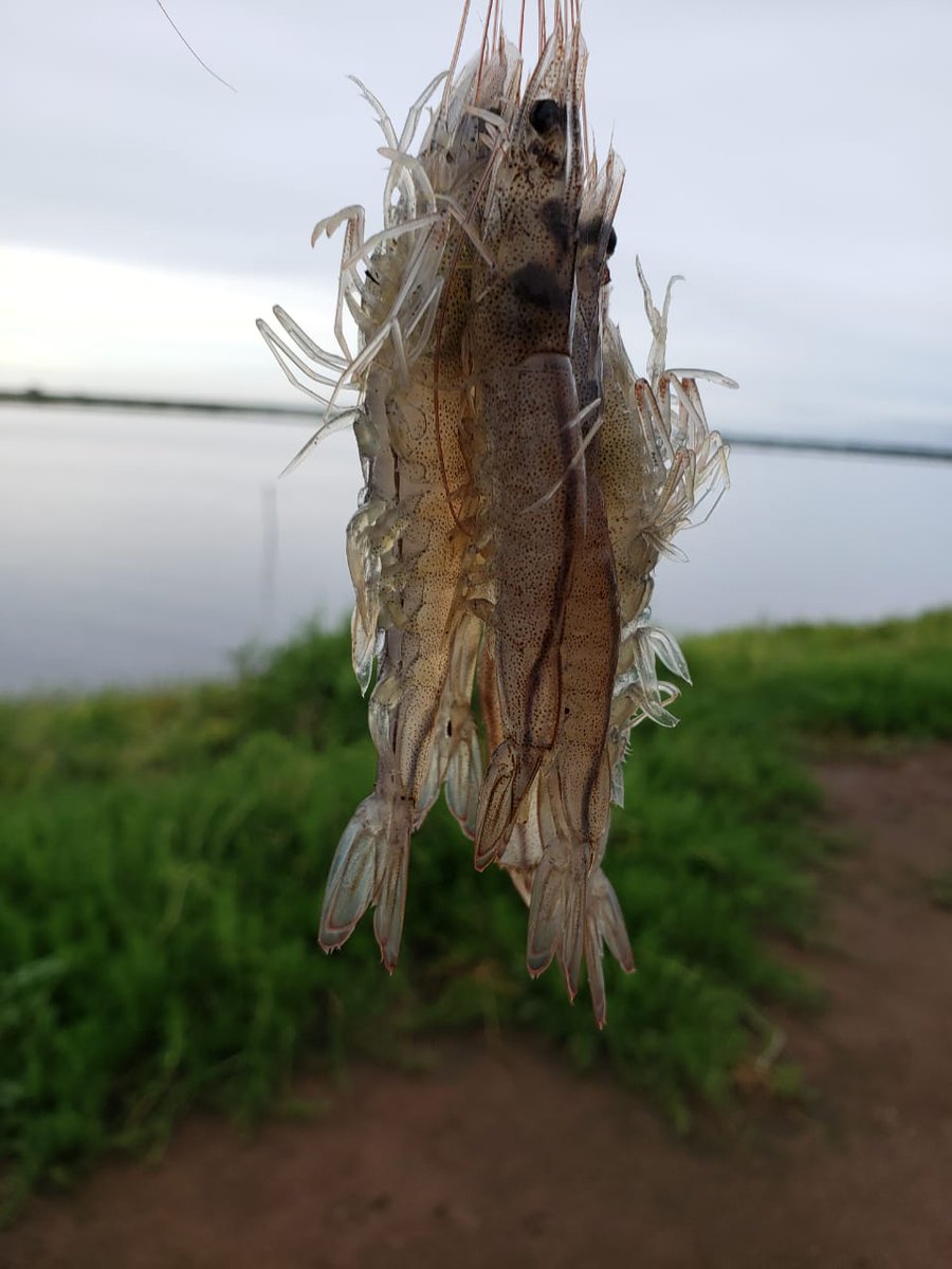 Camaron blanco producido en la granja acuicola <a href="/AcuicolaN/">Acuicola Pacifico Norte</a> 🦐🦐🦐