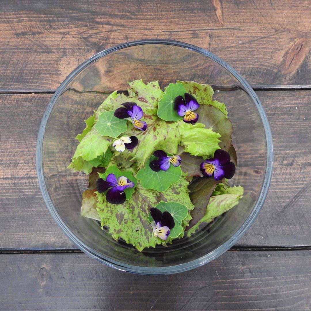 Sunday Salad from the garden 🥗 A mix of Jester and Rouge d’Hiver Lettuce jazzed up with a few Nasturtium Greens and Pansies 🌸

Edible Pansies are available now. DM to order 👨🏻‍🌾

#ygk #ygkfarmtotable #ygkfood #ygkeats