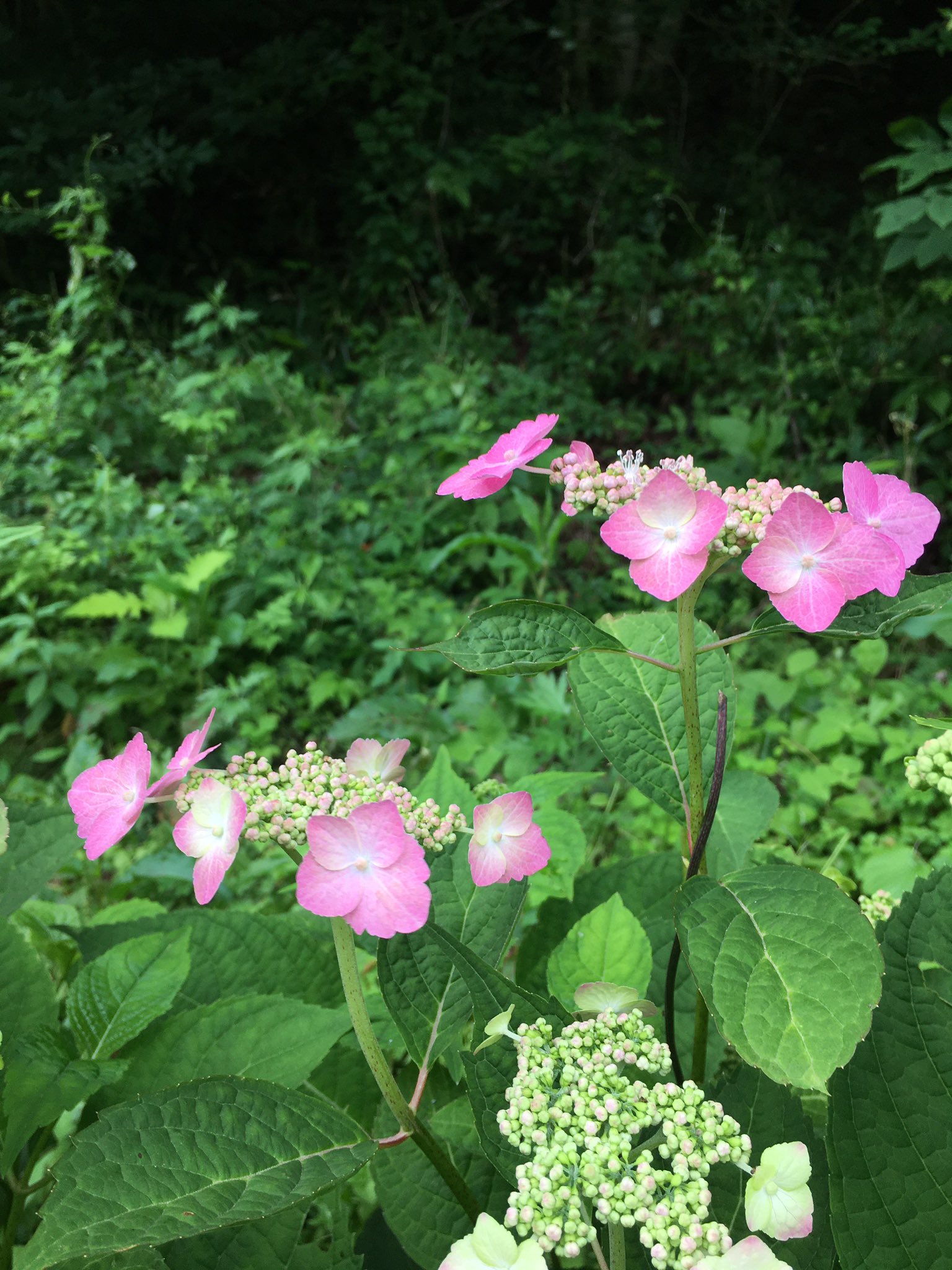 こみくママ様 山紫陽花 沢紫陽花 赤花山紫陽花 野生種 里山 自然種のアカバナ山アジサイは 初めて見ました 細い茎に可憐な花を咲かせ 目立たずヒッソリと咲く山アジサイ T Co Ieaykqz4be Twitter