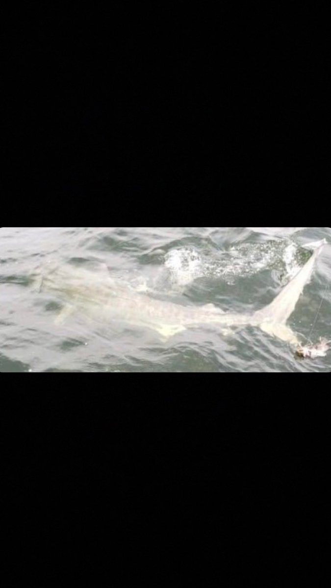 AlexaOffshore's tweet photo. The weekend is over already !?😫Ended the day with a great fight !!! I still can’t get over it sorry for the low quality pic in the last photo .. 
#fishporn #deepsea  #offshoreangler #offshorefishing #offshorelife #saltlife 
#yeti #fishanglerapp #angler  #grizzlycoolers https://t.co/e44QVzD8Y9