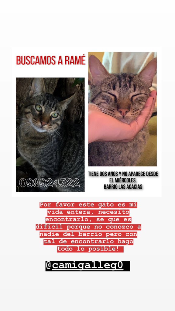 De verdad que si alguien llega a verlo le doy un regalo, necesito a mi gato conmigo, me muero sin este animal por favor 💛