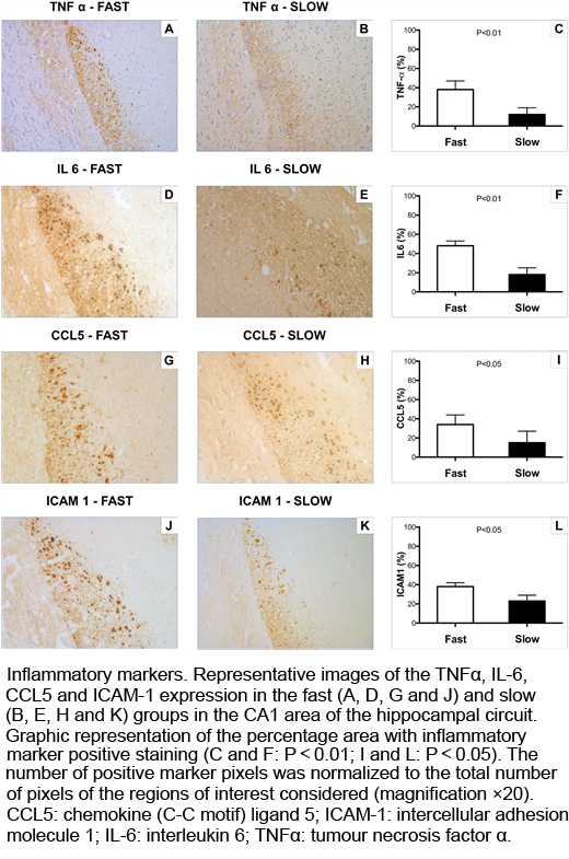 EACTS_Journals's tweet photo. #EJCTS Linardi et al. Experimental data shows that slow #rewarming after #DHCA reduces inflammatory response and improves #CerebralPerfusion. A new therapeutic approach to reduce neurologic complications? #outcomes https://t.co/tkwKg90oFP @dralessior https://t.co/wLZlg0gdXu