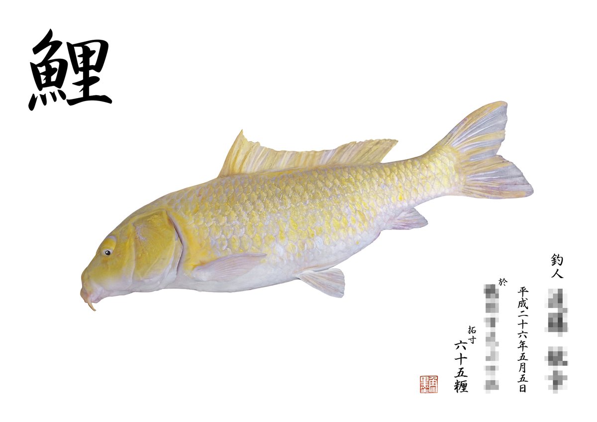 デジタル魚拓 魚墨 Sur Twitter 本日のデジタル魚拓のご紹介は カラー魚拓 鯉 65 とても綺麗な色合いですね 儚げな印象ですが 65 の大魚というギャップに驚かされます 部屋に飾るとなんとも風流で心落ち着くものとなりそうです 素敵な釣果でございます 魚