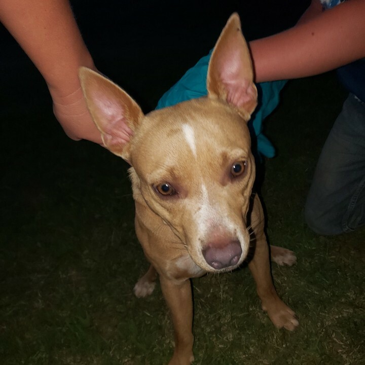 countryroadsokc's tweet photo. Mayer needs a foster home ASAP! He was found wandering and we need to get him safe quickly! He is 25 pounds and good with other dogs and kids! Please email us right away at crarsok@gmail.com to foster Mayer!!! #foster #fosteringsaveslives #okcdogs #okc #… https://t.co/DoJ58U3UZv https://t.co/4ZpsvtOaa7