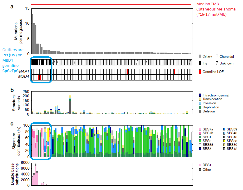 I picked most recent whole genome study from our Aussie friends that confirms many prior studies: primary UMs have a low, low, low tumor mutation burden (TMB). Outliers were only in iris (sun-exposed) or rare MBD4 germline carriers.11/x  https://www.nature.com/articles/s41467-020-16276-8