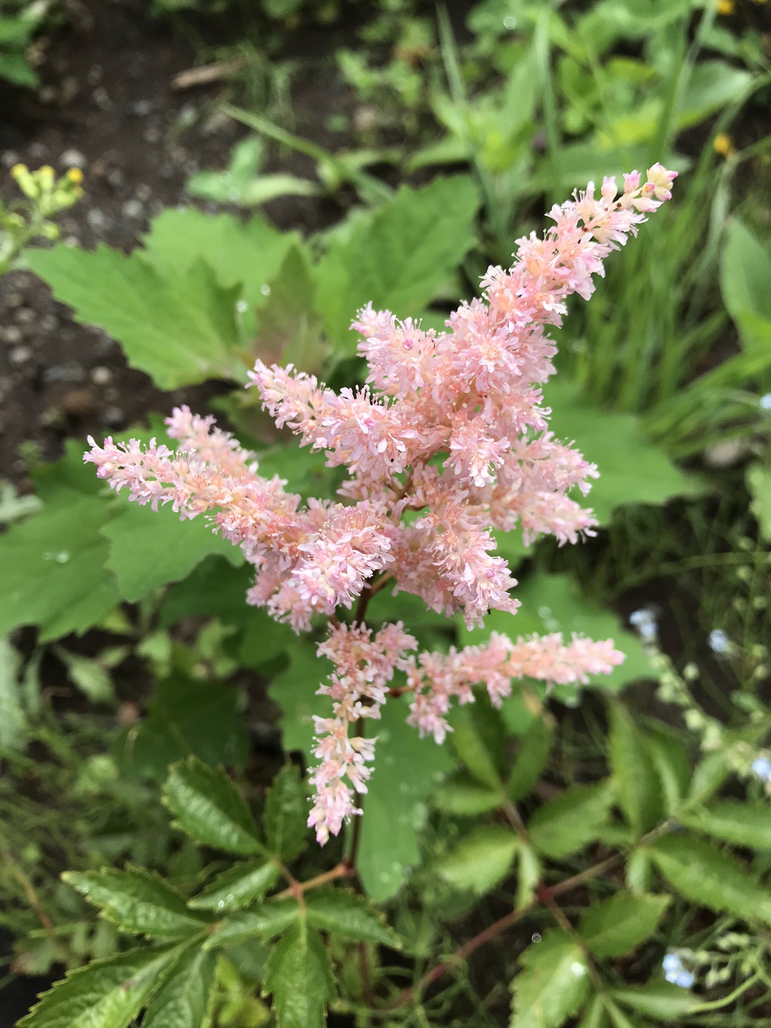 こよ アスチルベ ほわほわの花が桜でんぶかケーキクラムを思わせる 花言葉は恋の訪れ 自由 見てたらどうーぶるふろまじゅ食べたくなった T Co F47hwcobob Twitter