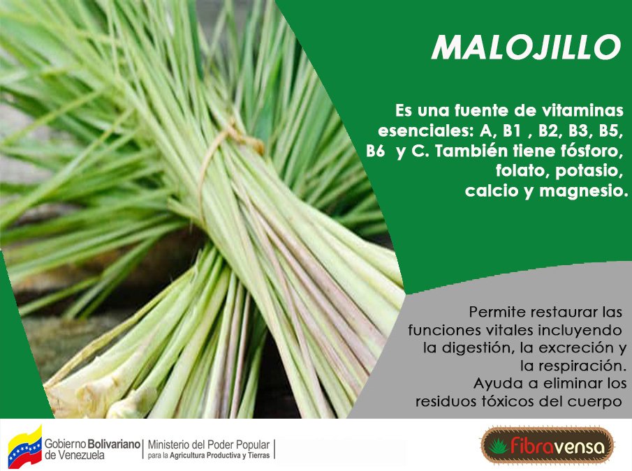 FibravensaVE (@fibrasv) on Twitter photo Conoce las propiedades nutritivas del malojillo.
<a href="/MinAgriculturaV/">MinAgriculturaVe</a> <a href="/agropatriav/">Agropatria</a> <a href="/LuisJonasReyes/">Luis Jonás Reyes</a> <a href="/FRANCISCOTORIN/">FRANCISCO TORIN</a> Conoce las propiedades nutritivas del malojillo.
<a href="/MinAgriculturaV/">MinAgriculturaVe</a> <a href="/agropatriav/">Agropatria</a> <a href="/LuisJonasReyes/">Luis Jonás Reyes</a> <a href="/FRANCISCOTORIN/">FRANCISCO TORIN</a>