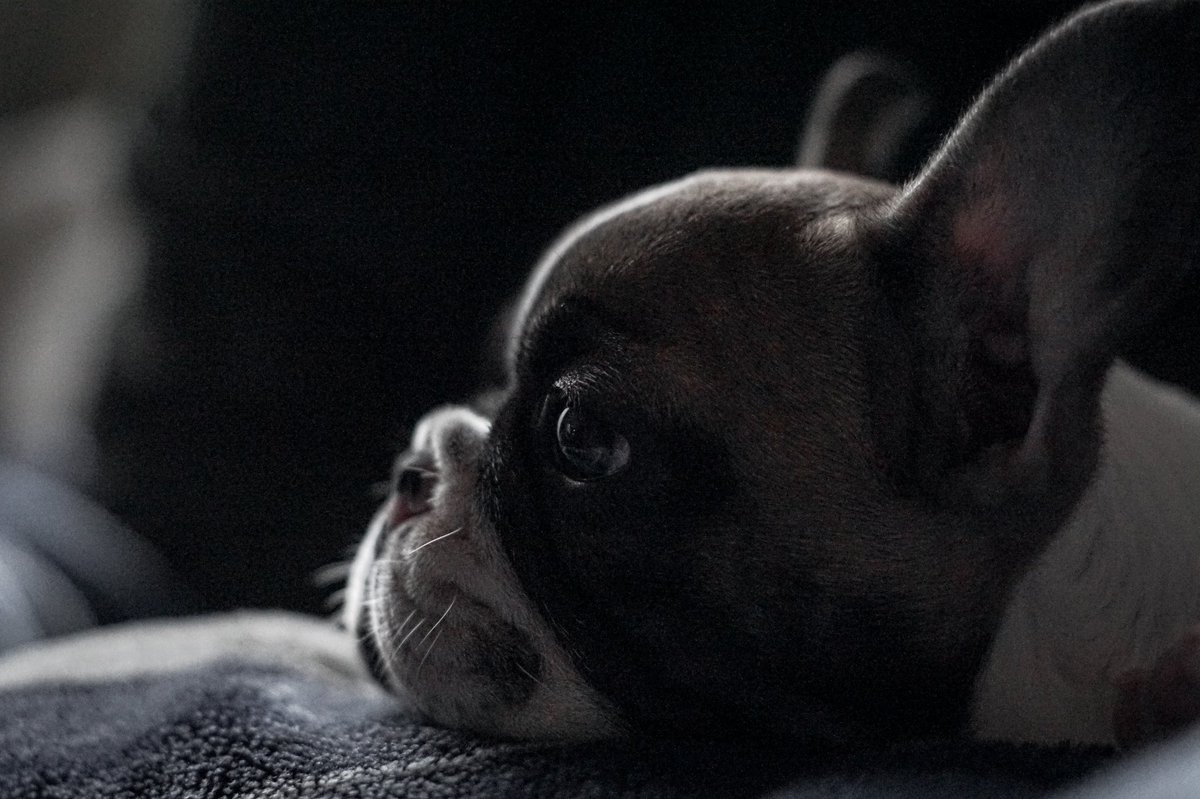 TheMrRisk's tweet photo. Newest member of the family, Alfie. #Frenchie #frenchbulldog #Bulldogs #mansbestfriend https://t.co/wde3fQv5ZR