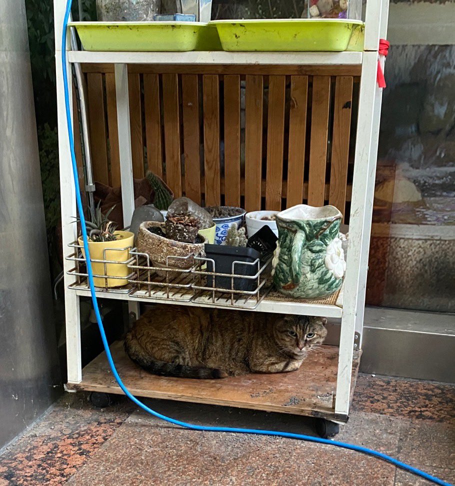 小区胖野猫
