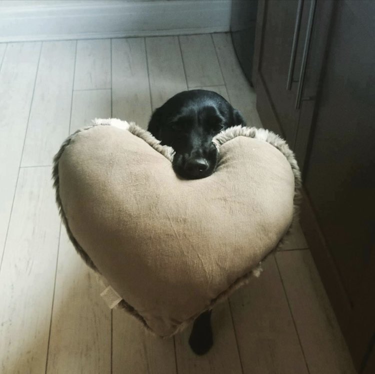 ARCHANGEL 🪽🎶 out now tweet media