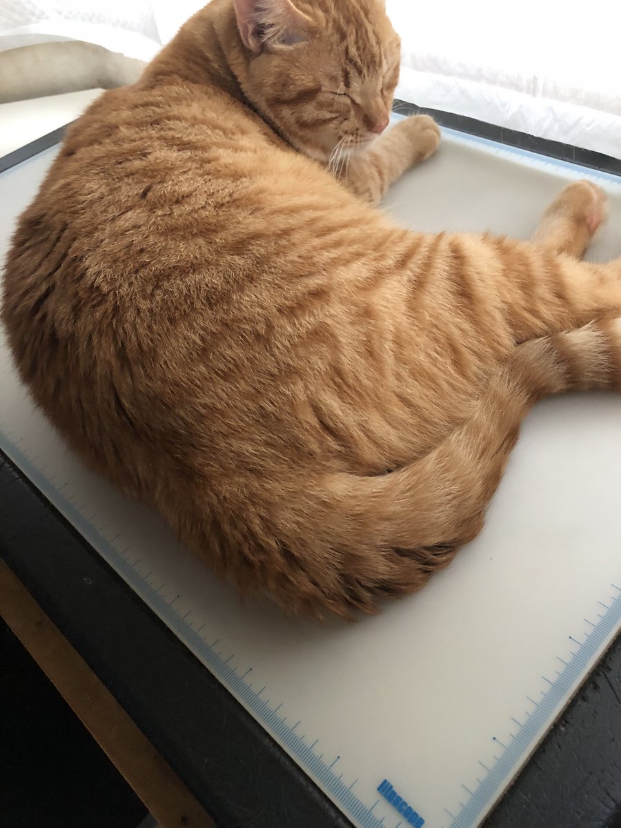 今日のにゃん太