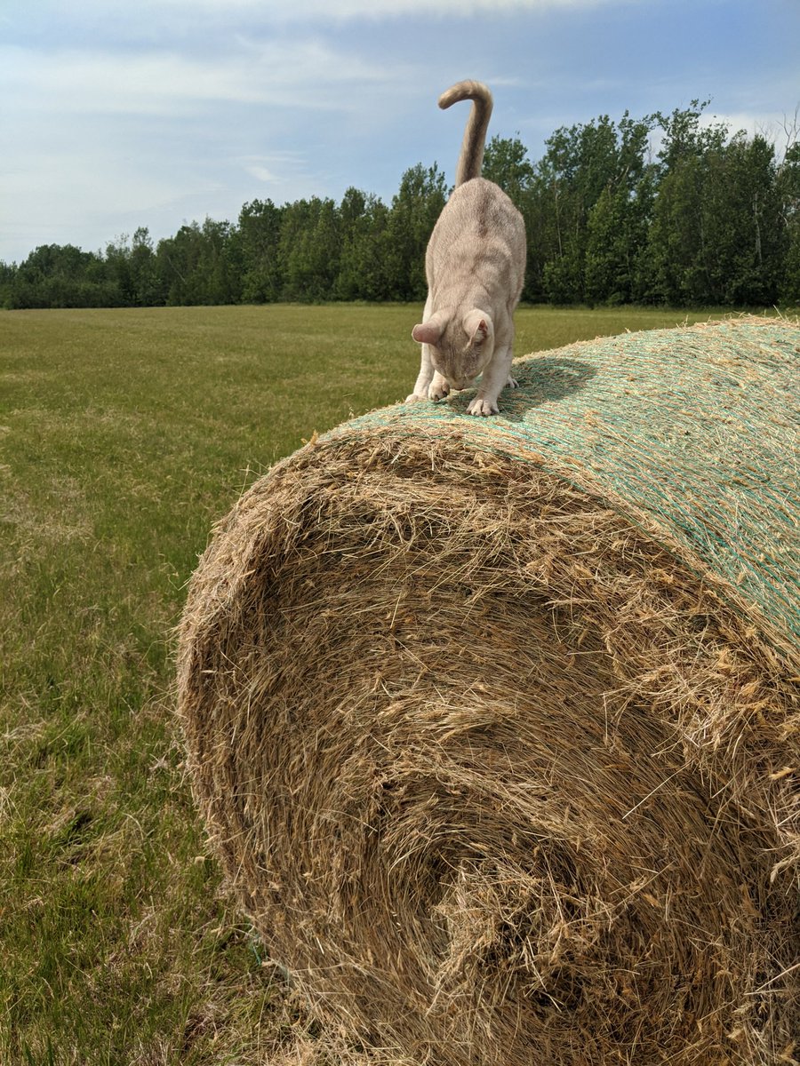 bruc51's tweet photo. Cairo's new scratching board. Just as  nature intended https://t.co/yDW892CJmQ