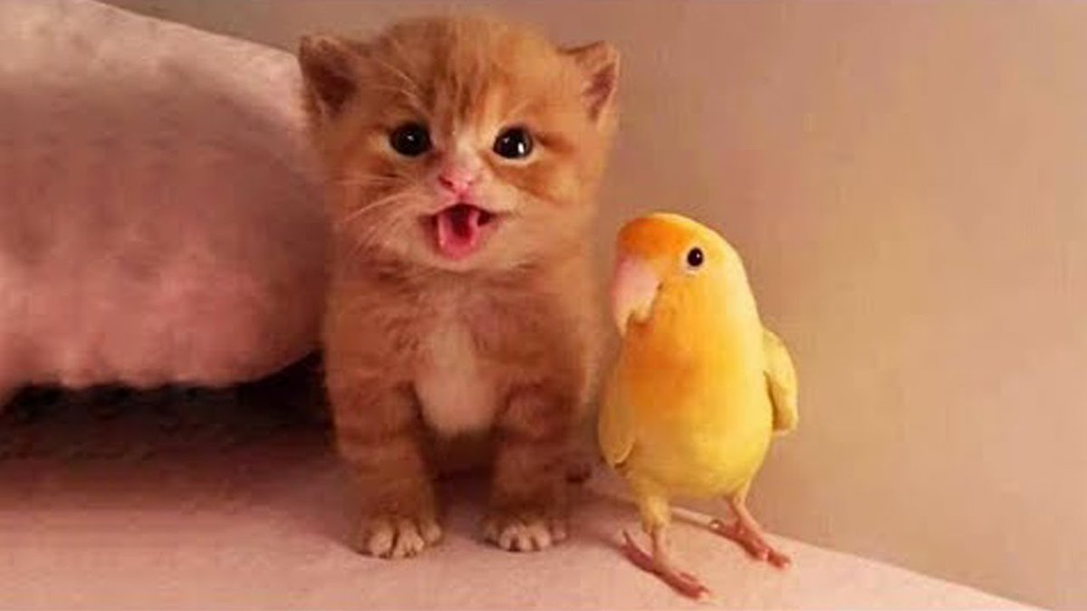 MeowMoeDotCom's tweet photo. OMG So #Cute #Cats β₯ Best Funny #Cat V ...
#Cats #Cat #Kittens #Kitten #Kitty #Pets #Pet #Meow #Moe #CuteCats #CuteCat #CuteKittens #CuteKitten #MeowMoe #BabyCat #BabyCats #CatFails #CatLogic #CatReact #CatReaction #CatVideos #Catslandtv
https://t.co/Geg2ExiEqn https://t.co/qtzoaveUeC