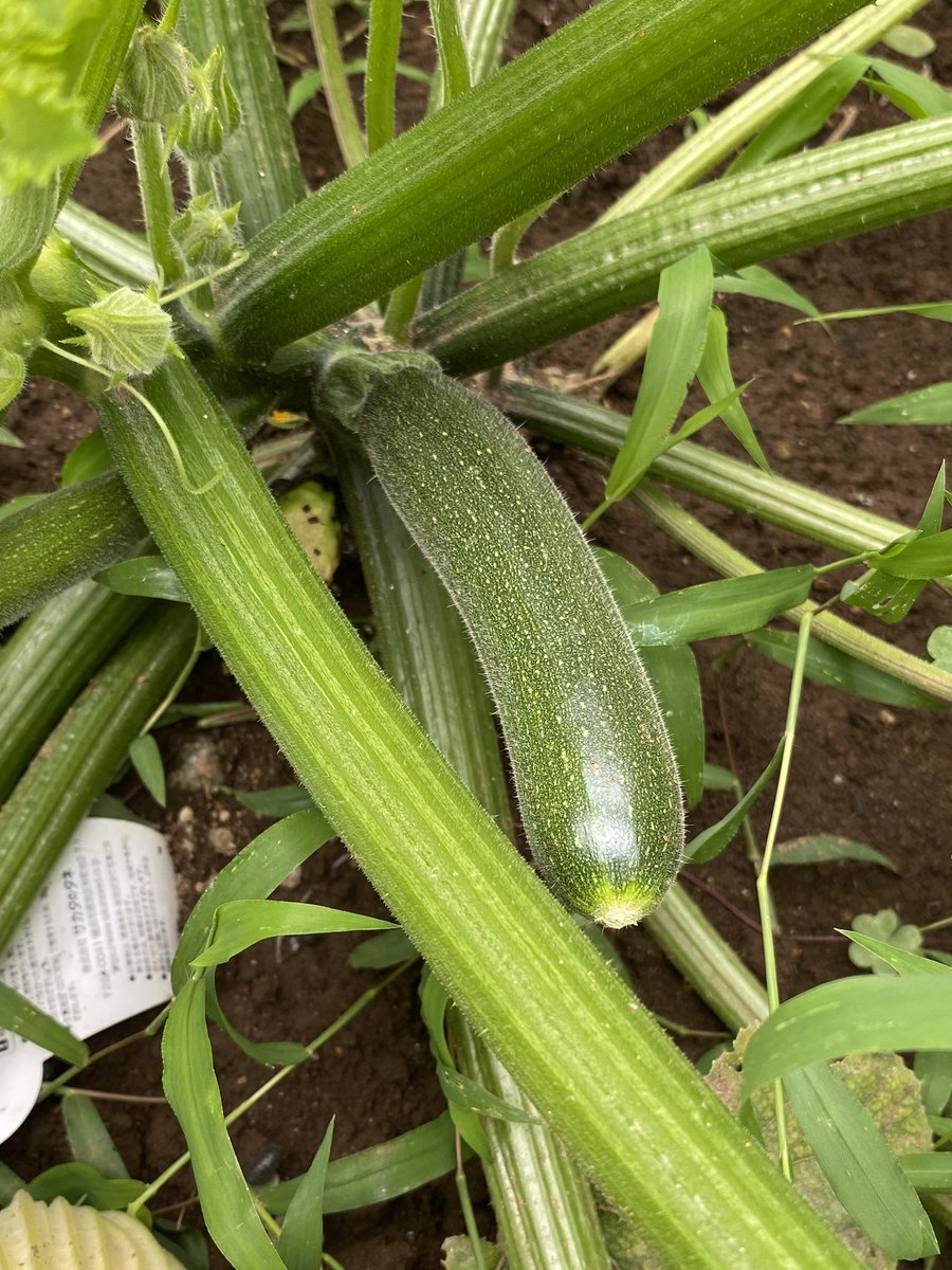 コロメリチコってる A Twitter コロメリの6畳菜園 ズッキーニの花がまた落ちていました 咲きってないのに ズッキーニの葉の成長が凄い D 葉がトゲトゲしている ナスもそろそろ収穫へ うどんこつよし君 の成長が早い 笑 野菜好き 家庭菜園