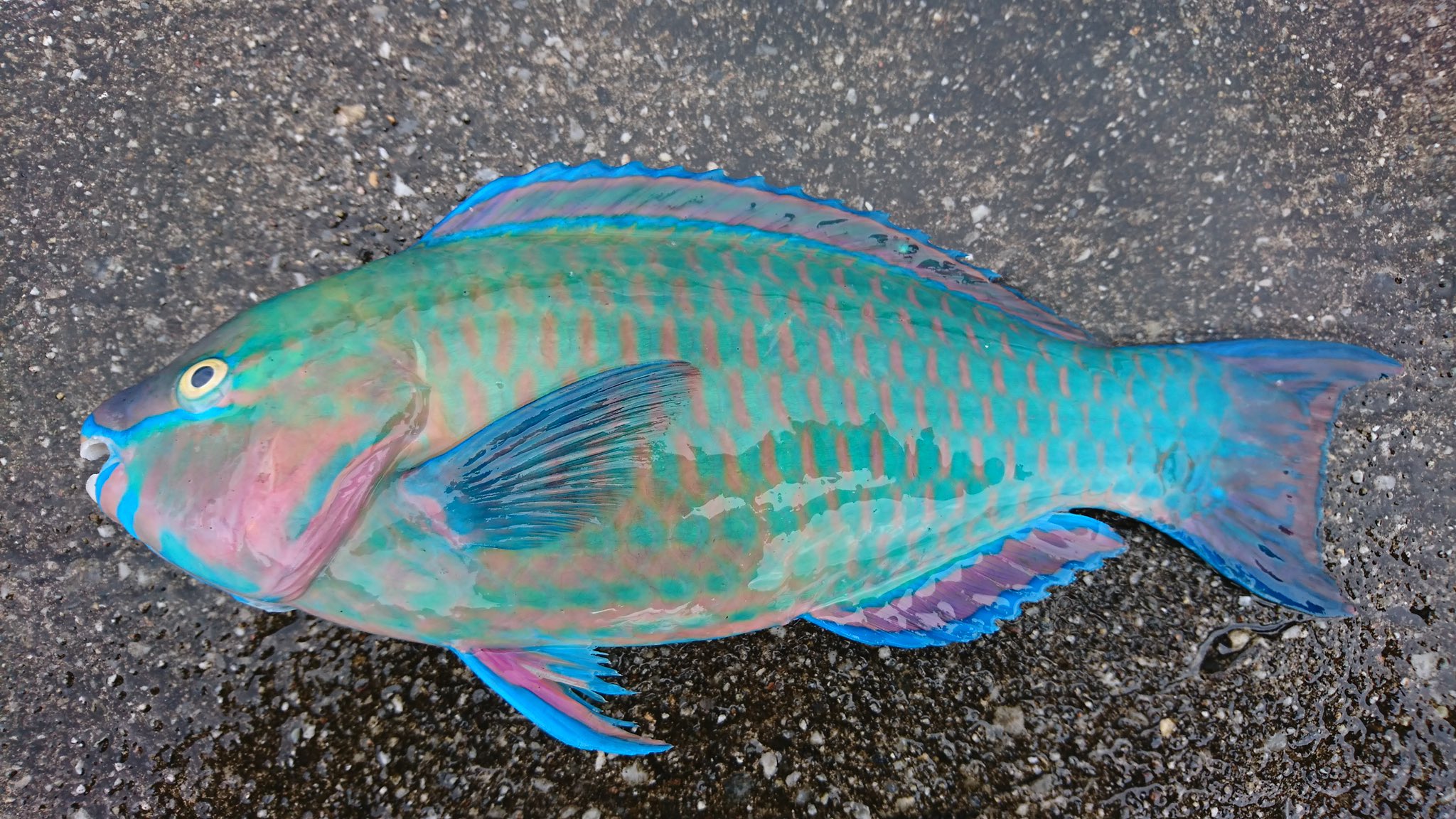 Sugai Kiyoto 沖縄で食べるイラブチャーはナンヨウブダイやイロブダイでアオブダイではないらしい アオブダイは中毒の可能性があるので気をつけないと ヒブダイはどうだろ 味はブダイ関係の中では一番美味しいと思うが 旅blog更新 島の観光は元通り Sugai Kiyoto 沖縄で食べるイラブチャーはナンヨウブダイやイロブダイでアオブダイではないらしい アオブダイは中毒の可能性があるので気をつけないと ヒブダイはどうだろ 味はブダイ関係の中では一番美味しいと思うが 旅blog更新 島の観光は元通り
