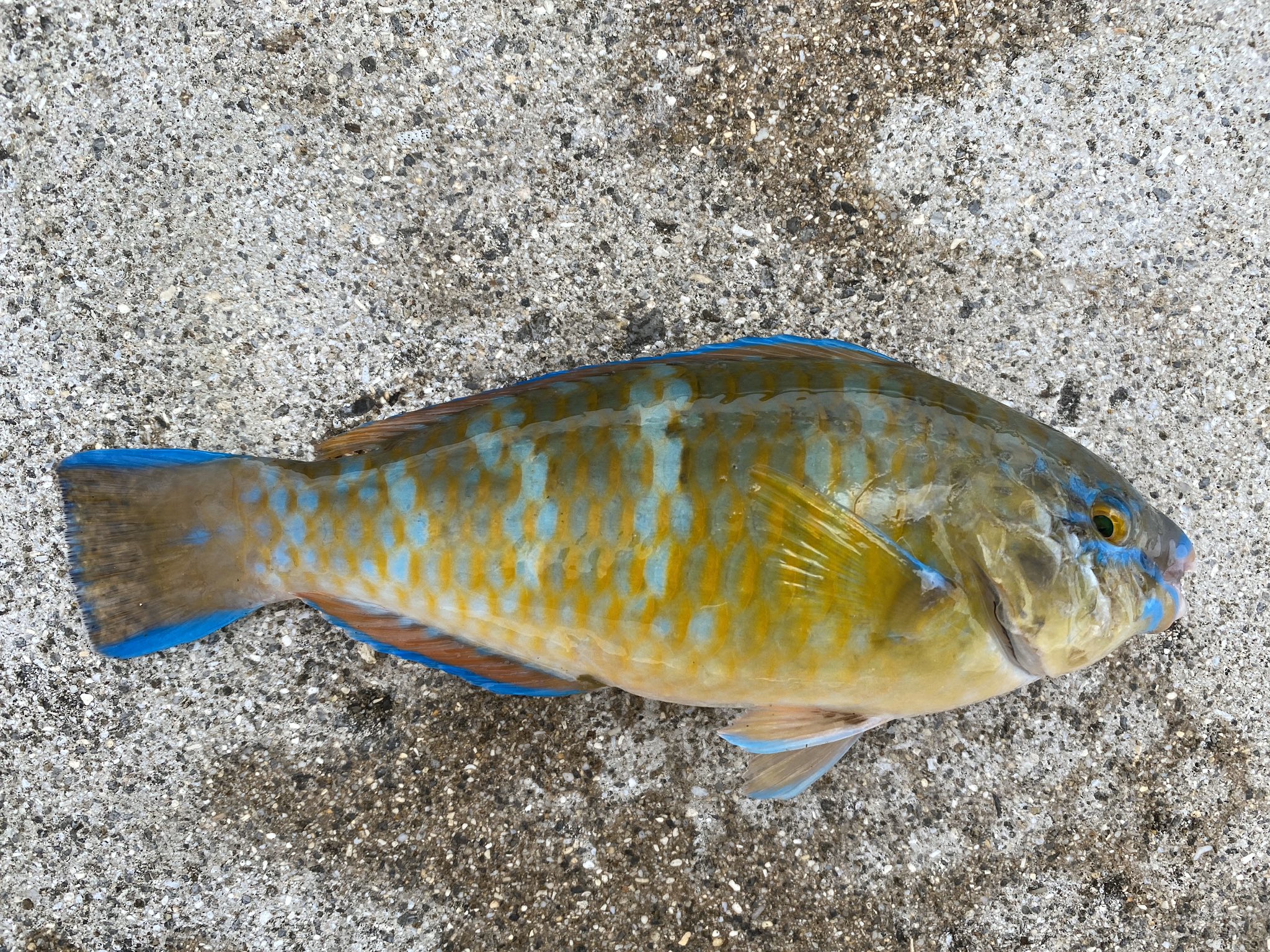 Sugai Kiyoto 沖縄で食べるイラブチャーはナンヨウブダイやイロブダイでアオブダイではないらしい アオブダイは中毒の可能性があるので気をつけないと ヒブダイはどうだろ 味はブダイ関係の中では一番美味しいと思うが 旅blog更新 島の観光は元通り