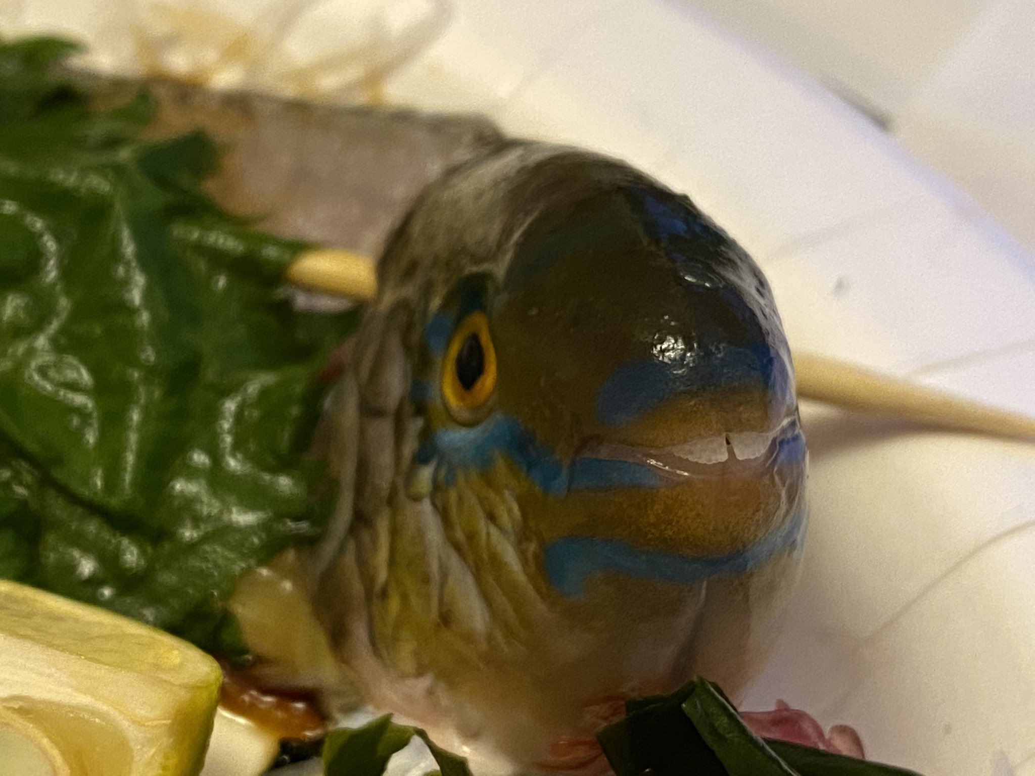 Sugai Kiyoto 沖縄で食べるイラブチャーはナンヨウブダイやイロブダイでアオブダイではないらしい アオブダイは中毒の可能性があるので気をつけないと ヒブダイはどうだろ 味はブダイ関係の中では一番美味しいと思うが 旅blog更新 島の観光は元通り